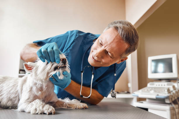 Best Root Canal Emergency Dentist  in North Branch, MN